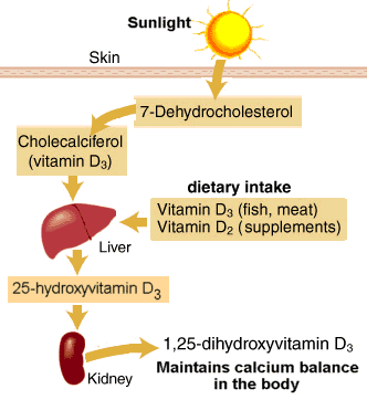 Vitamin D deficiency increases